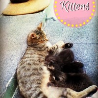 Kittens