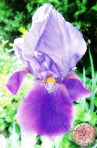 Little things - Anna Can Do It!