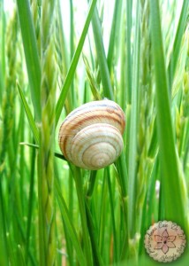 Little things - Anna Can Do It!