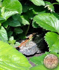 Little things - Anna Can Do It!