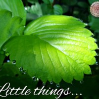 Little things