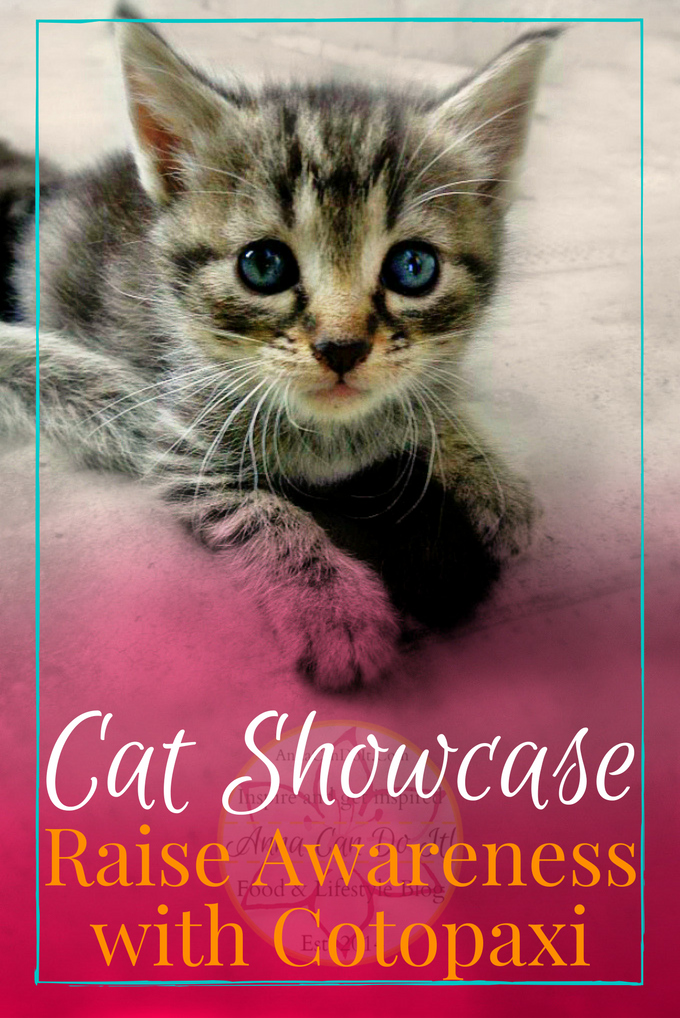 Cat Showcase - Raise Awareness with Cotopaxi - Anna Can Do It!